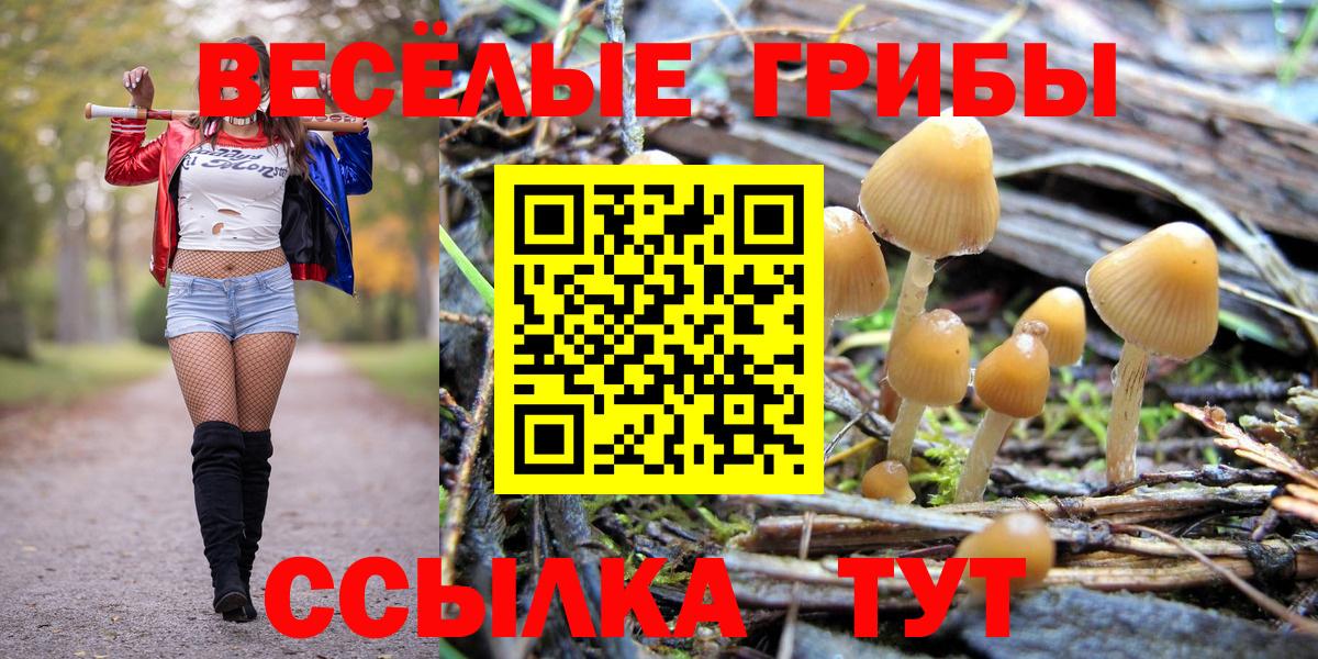 Псилоцибиновые грибы Psilocybine cubensis Нижний Новгород